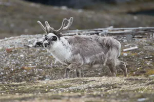Svalbard reindeer photo by Cheesemans’ Ecology Safaris