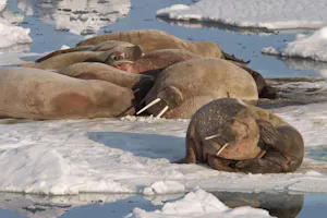 Walrus photo by Cheesemans’ Ecology Safaris