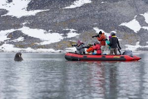 Walrus© Cheesemans' Ecology Safaris