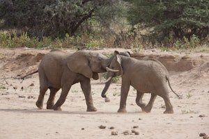 African Elephants © Cheesemans' Ecology Safaris