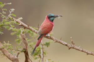 Carmine Bee-eater photo by Cheesemans’ Ecology Safaris