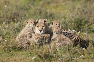 Cheetahs © Cheesemans' Ecology Safaris