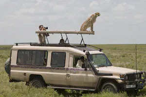 Cheetah photo by Cheesemans’ Ecology Safaris