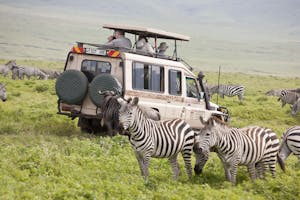 Common Zebra © Cheesemans' Ecology Safaris