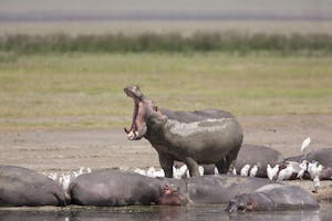 Common Hippopotamus © Cheesemans' Ecology Safaris