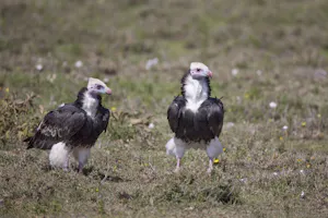 Lappet-faced Vultures photo by Cheesemans’ Ecology Safaris