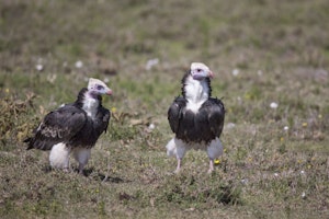 Lappet-faced Vultures photo by Cheesemans’ Ecology Safaris