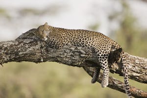 Leopard © Cheesemans' Ecology Safaris