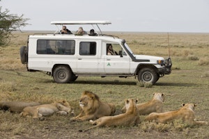 Lions © Cheesemans' Ecology Safaris