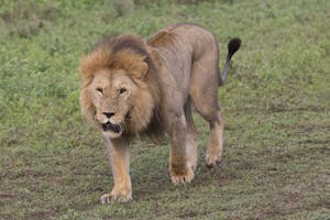 African Lion photo by Cheesemans’ Ecology Safaris