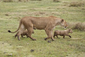 African Lion mother and cubs photo by Cheesemans’ Ecology Safaris