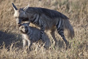 Striped Hyena mother and cub photo by Cheesemans’ Ecology Safaris