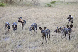 Wild Dogs © Cheesemans' Ecology Safaris
