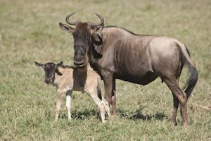 Wildebeests © Cheesemans' Ecology Safaris