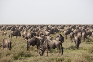 Wildebeest migrating on the Serengeti photo by Cheesemans’ Ecology Safaris