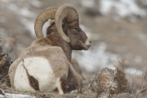 Big Horn Sheep photo by Cheesemans’ Ecology Safaris