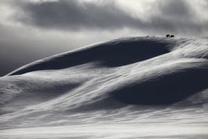 American Bison in the Lamar Valley photo by Cheesemans’ Ecology Safaris