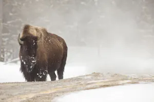 American Bison in a geyer basin photo by Cheesemans’ Ecology Safaris