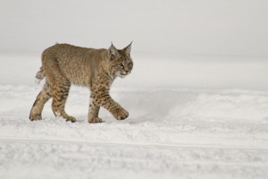 Bobcat photo by Debbie Thompson