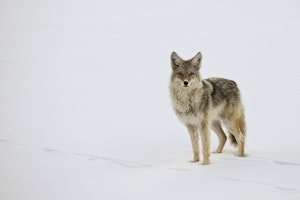 Coyote photo by Cheesemans’ Ecology Safaris