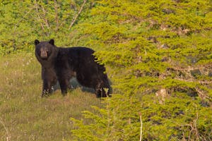 Black Bear photo by Hugh Rose with Cheesemans' Ecology Safaris