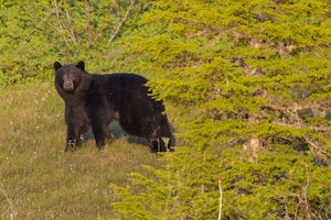 Black Bear photo by Hugh Rose with Cheesemans' Ecology Safaris