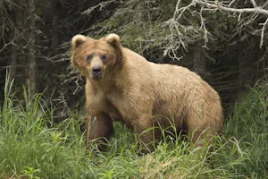 Brown Bear photo by Hugh Rose with Cheesemans' Ecology Safaris