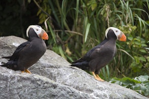 Tufted Puffin photo by Hugh Rose with Cheesemans' Ecology Safaris