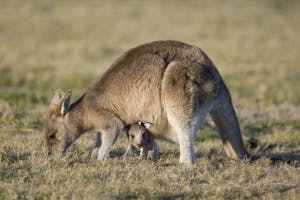 Eastern Gray Kangaroo photo by Cheesemans’ Ecology Safaris