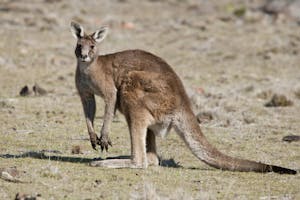 Eastern Gray Kangaroo photo by Cheesemans’ Ecology Safaris