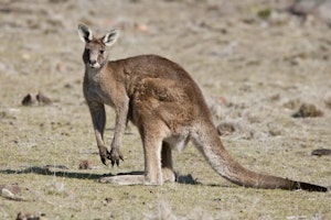 Eastern Gray Kangaroo photo by Cheesemans’ Ecology Safaris