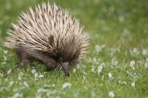 Short-beaked Echidna photo by Cheesemans’ Ecology Safaris