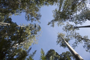 Eucalypt forest photo by Cheesemans’ Ecology Safaris