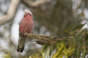 Galah photo by Cheesemans’ Ecology Safaris