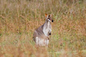 Pretty-faced Wallaby photo by Debbie Thompson with Cheesemans' Ecology Safaris