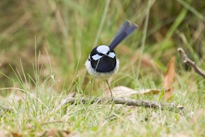 Superb Fairy Wren photo by Debbie Thompson with Cheesemans' Ecology Safaris