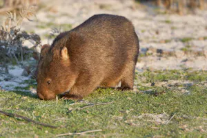 Wombat photo by Cheesemans’ Ecology Safaris
