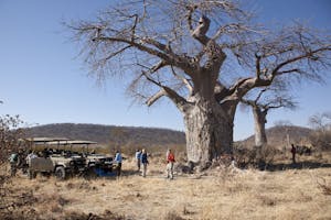 Investigating a baobab tree photo by Cheesemans’ Ecology Safaris