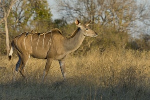 Greater Kudu photo by Debbie Thompson