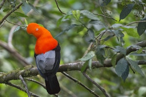 Andean Cock-of-the-rock photo by Cheesemans’ Ecology Safaris