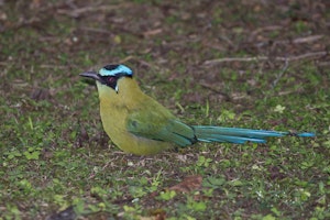 Highland Motmot photo by Cheesemans’ Ecology Safaris