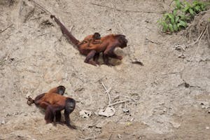 Red Howler Monkeys photo by Cheesemans’ Ecology Safaris
