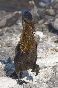 Flightless Cormorant with nesting material photo by Cheesemans’ Ecology Safaris