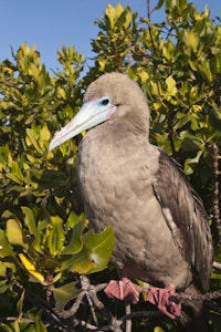 Red-footed Booby photo by Cheesemans’ Ecology Safaris