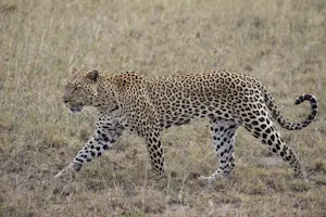 Leopard photo by Cheesemans’ Ecology Safaris