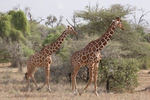 Reticulated Giraffe photo by Cheesemans’ Ecology Safaris
