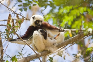 Coquerel's Sifaka © Cheesemans' Ecology Safaris