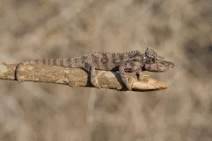 Antimena chameleon photo by Cheesemans’ Ecology Safaris