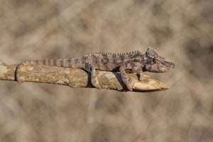 Antimena chameleon photo by Cheesemans’ Ecology Safaris