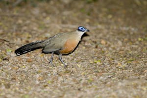Giant Coua © Cheesemans' Ecology Safaris
